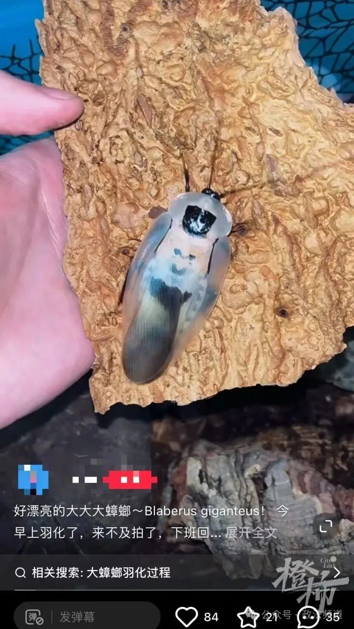 DƬ